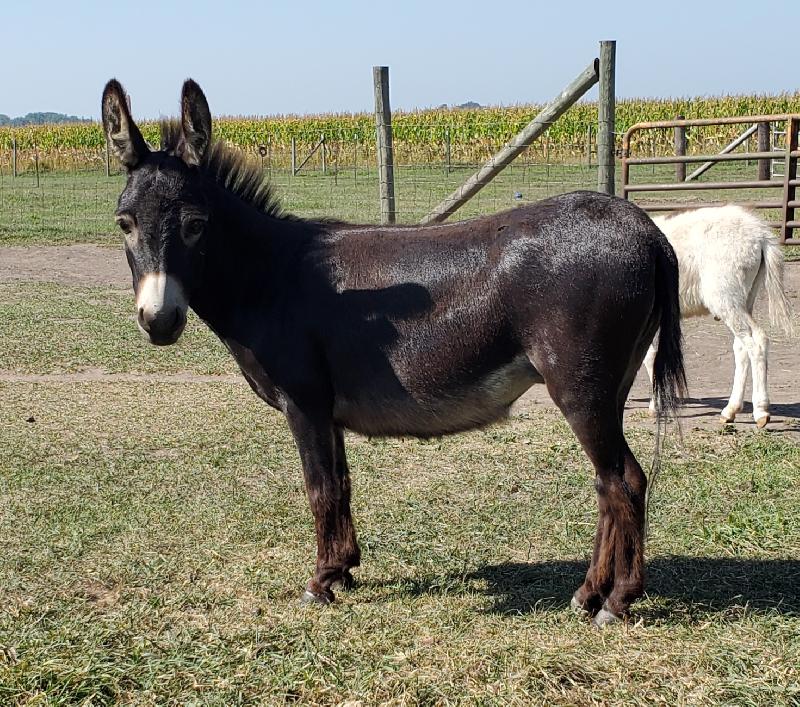 Storyland's Leda- 28.75" Bred to Piccolo for 2025 foal